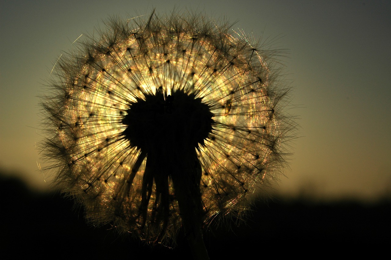 back light blossom bloom free photo