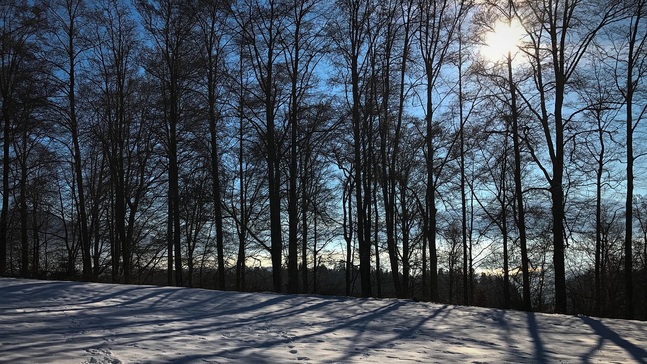 back light winter trees free photo