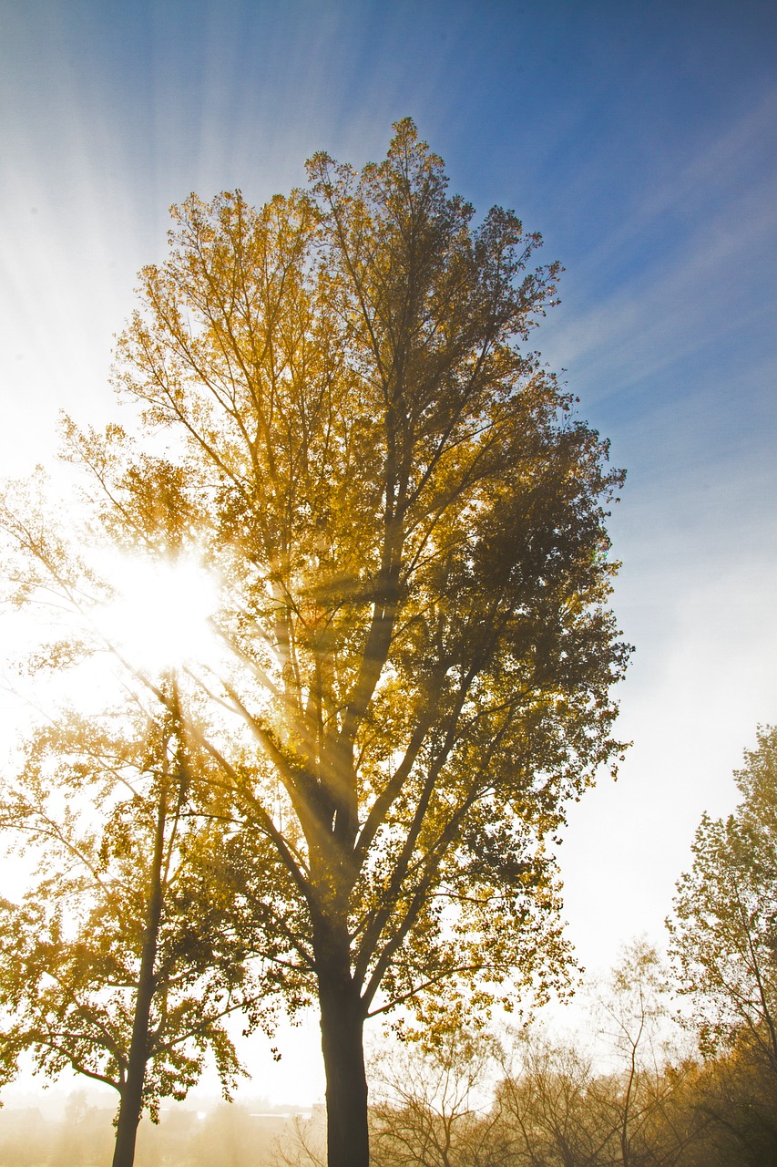 back light autumn sunbeam free photo