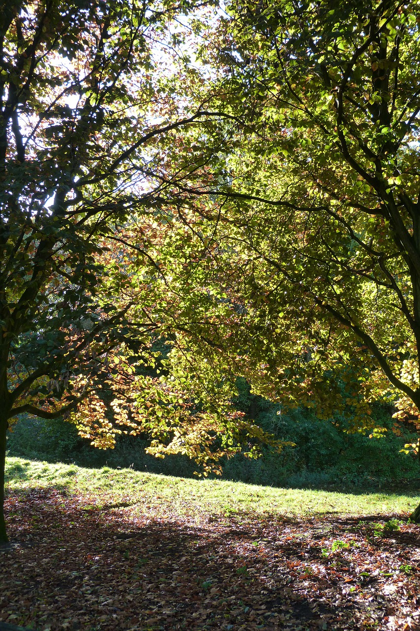 back light trees landscape free photo