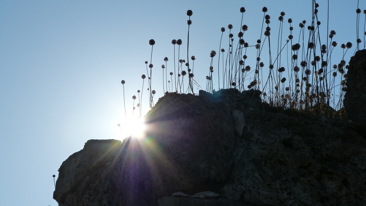 back light silhouette plant free photo