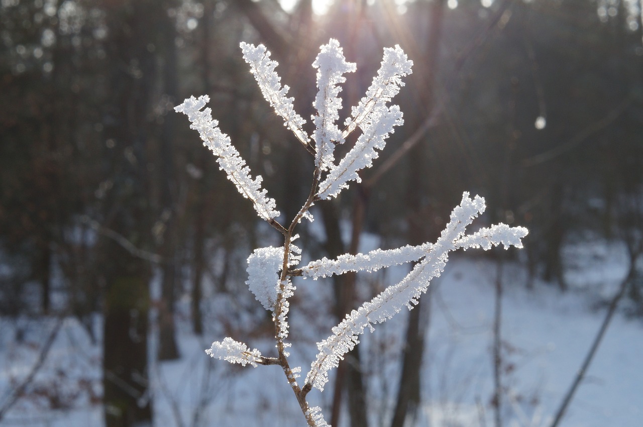 back light gefrohren ice free photo