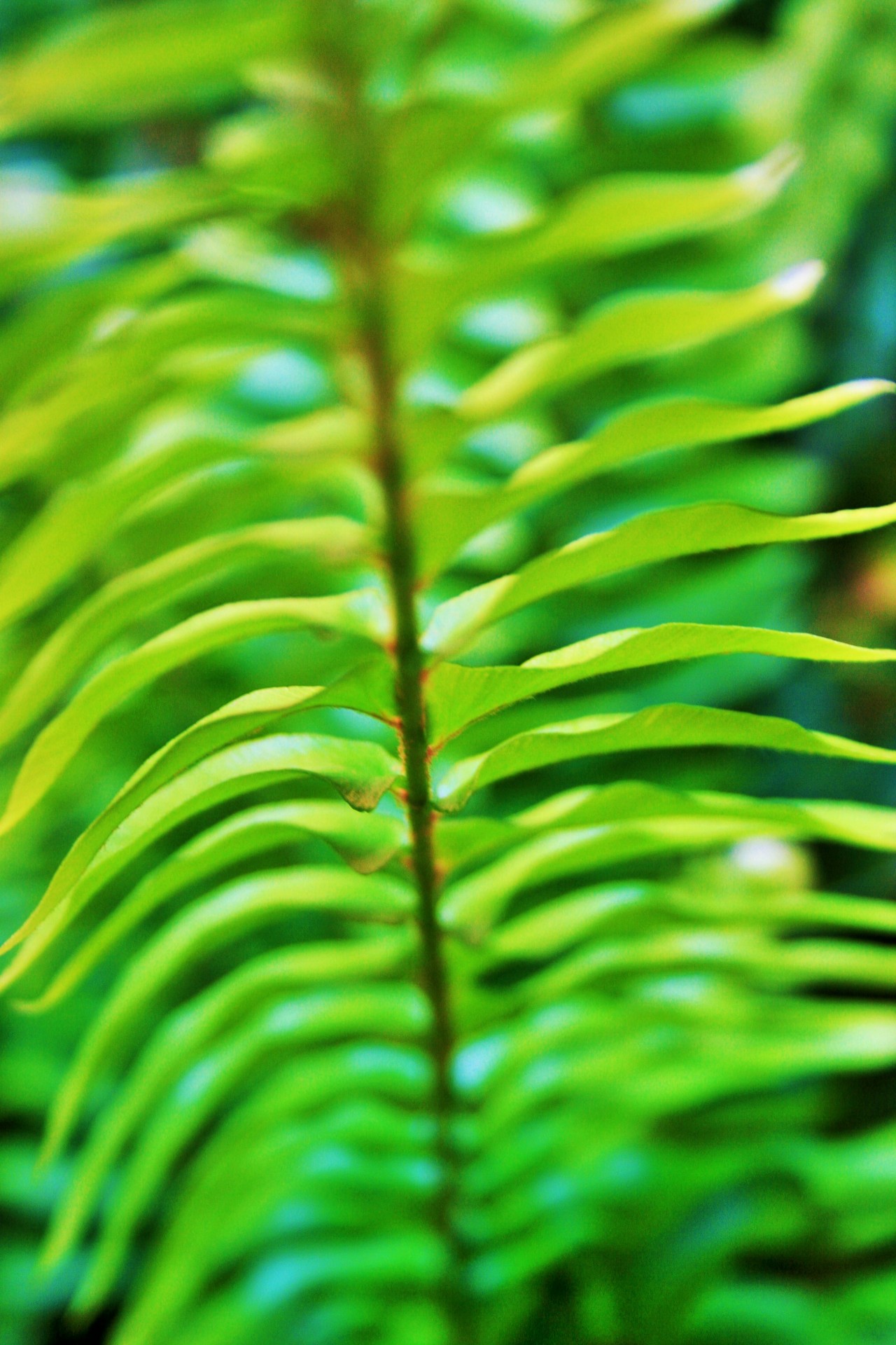 leaf fern green free photo
