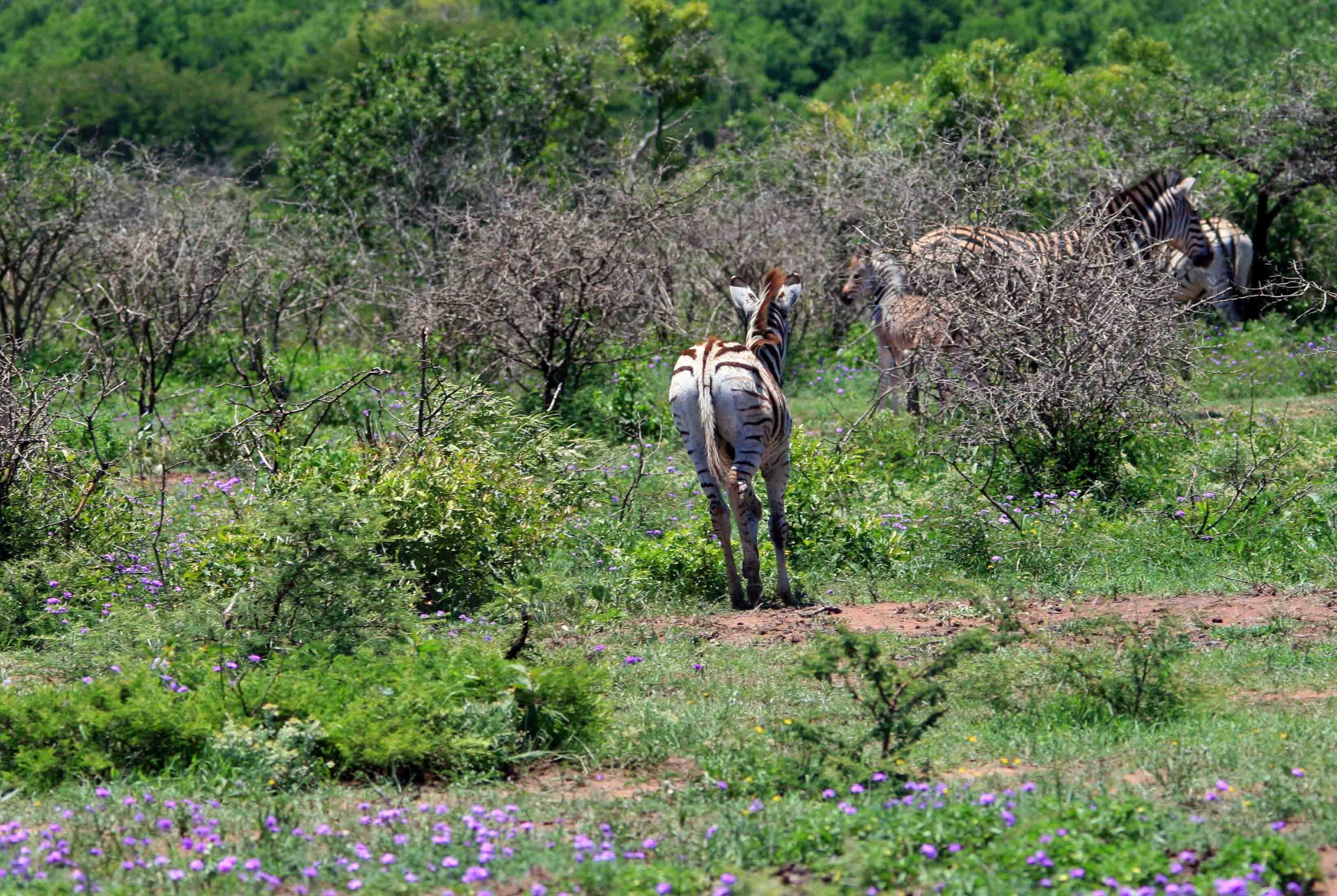 game animal zebra free photo