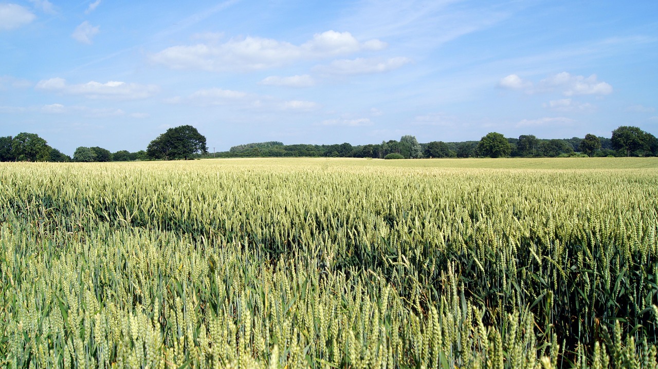cornfield wheat cereals free photo