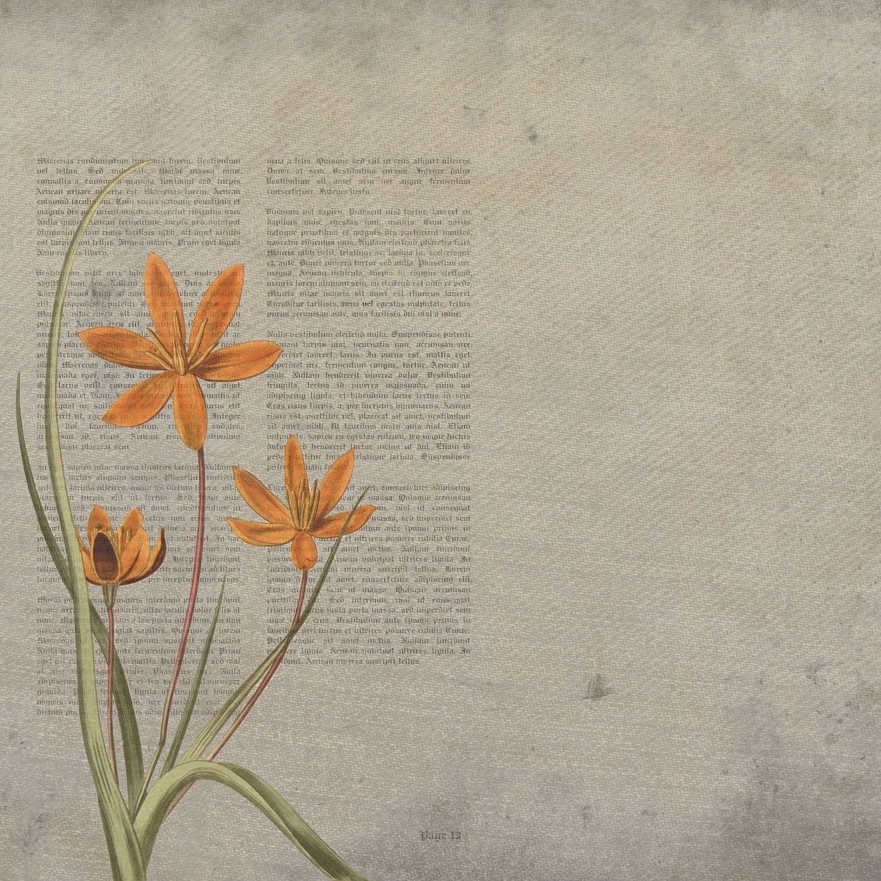 background texture orange flower free photo