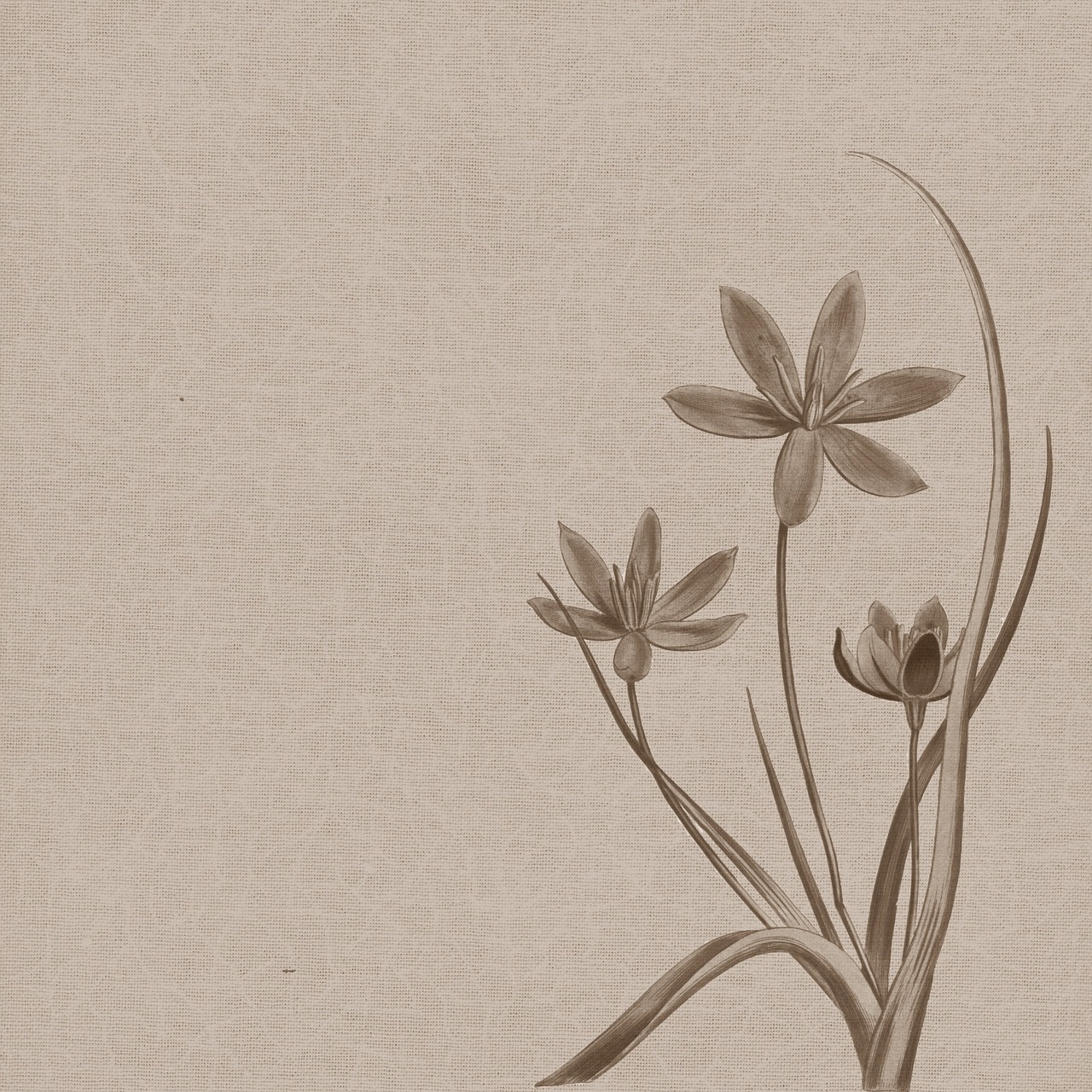 background vintage drawing free photo