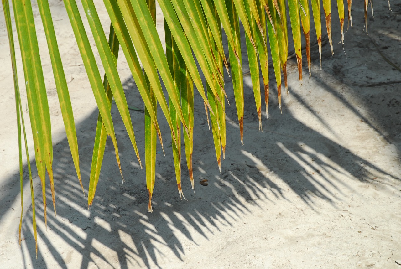 palm tree background sheet free photo