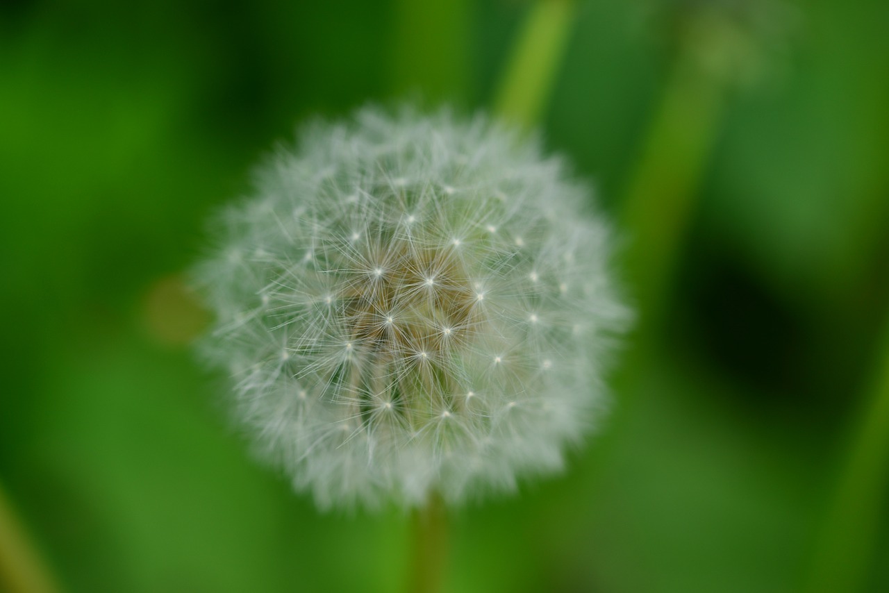 dandelion background nature free photo