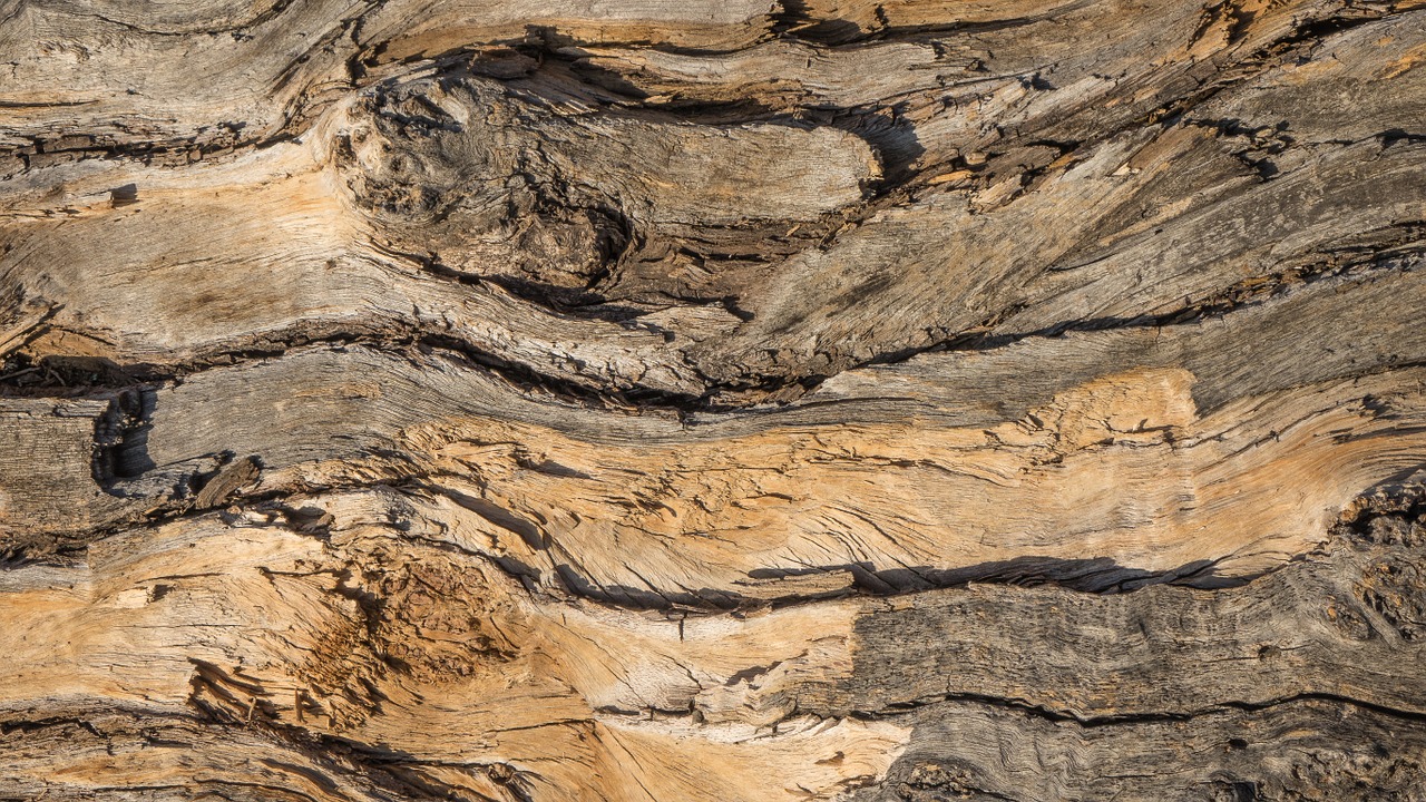 background wood bark free photo