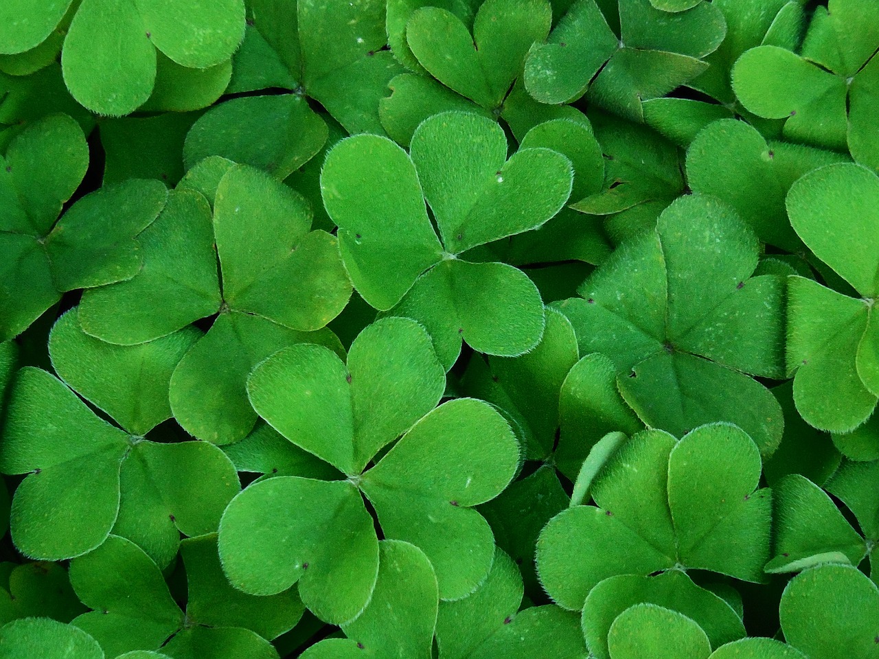 background shamrock plant free photo