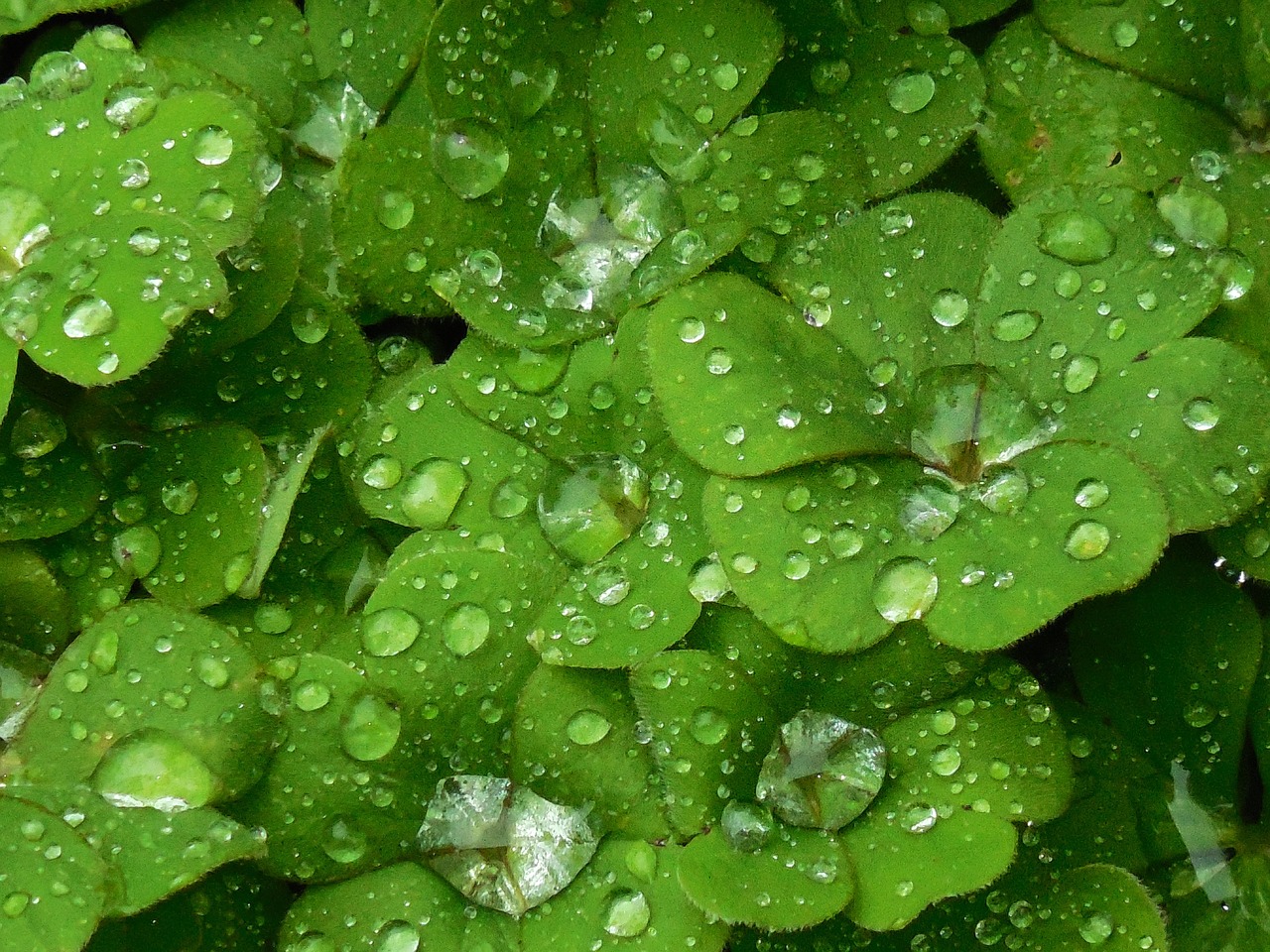 background shamrock plant free photo