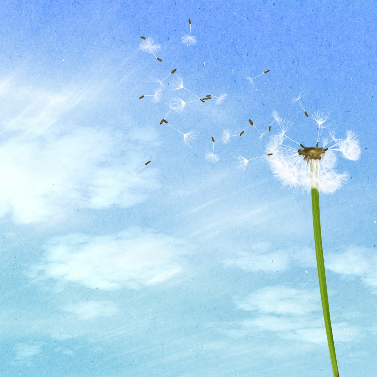 background dandelion blue sky free photo