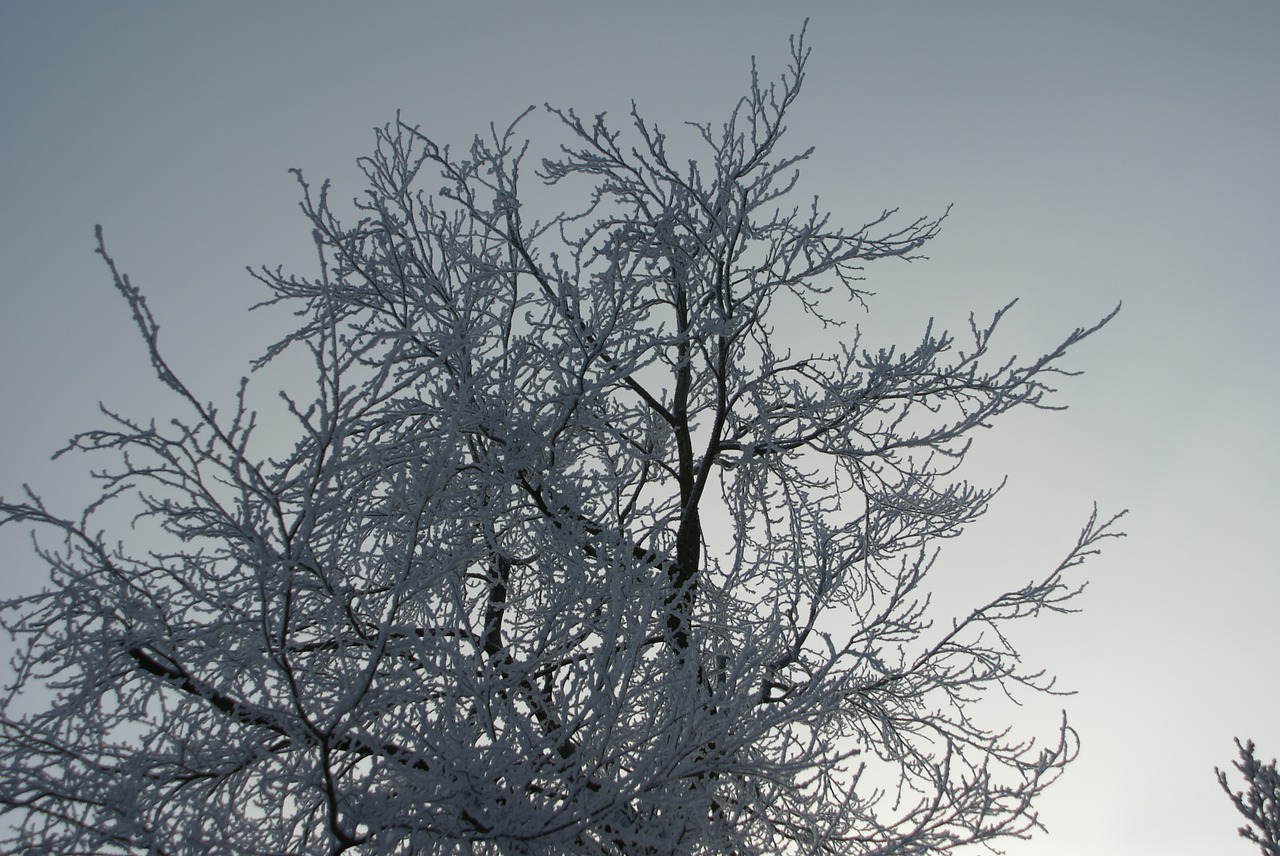 background snow freezing free photo