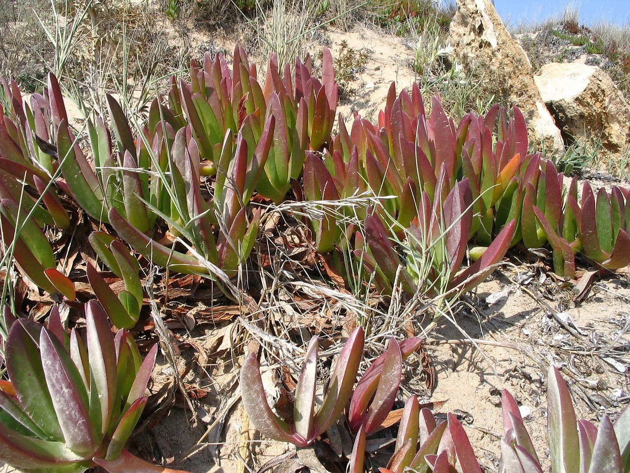 background beach plant free photo