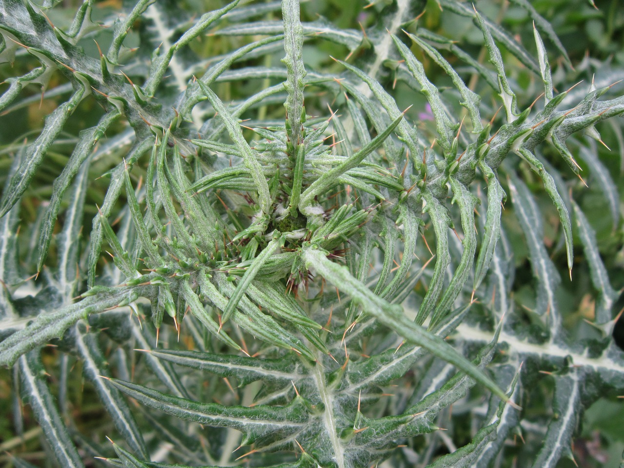 background close thistle free photo