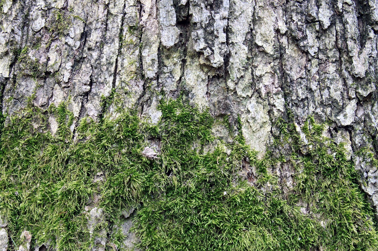 background texture moss free photo