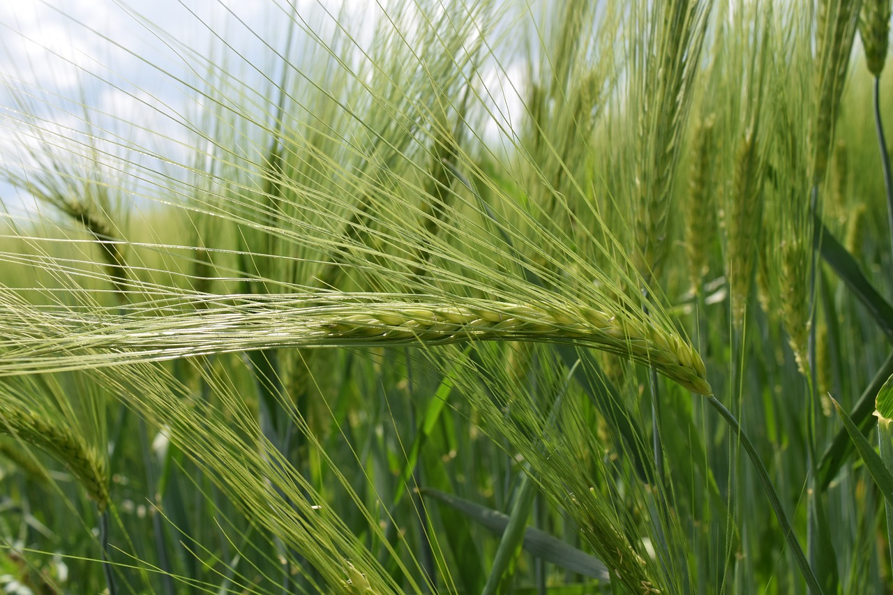 background green wheat free photo