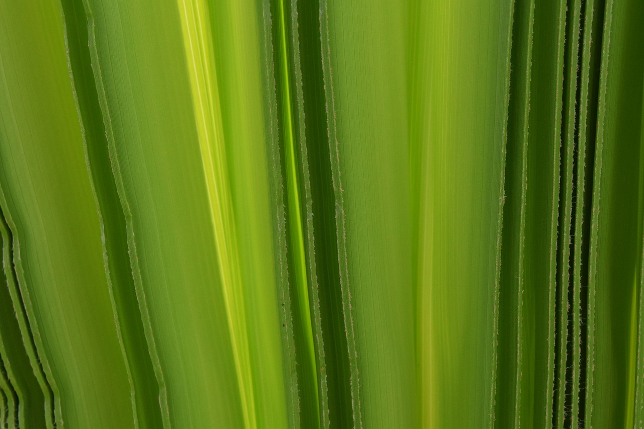 background green palm leaf free photo