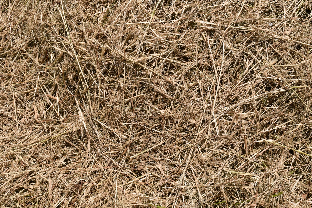 background hay texture free photo