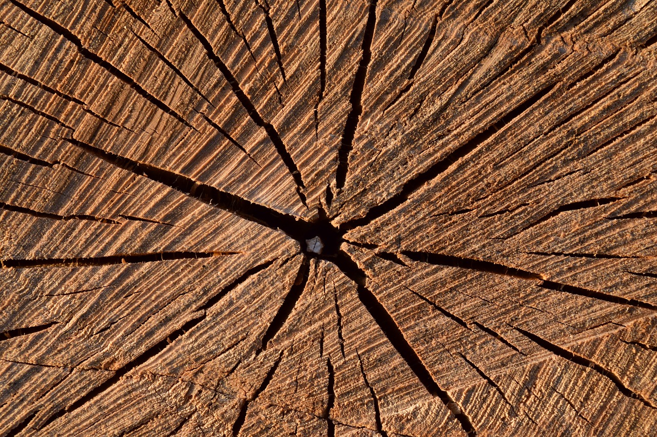 background wood structure free photo