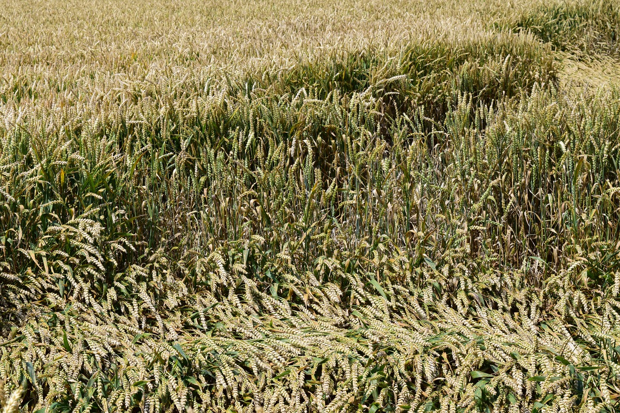 background wheat field cornfield free photo