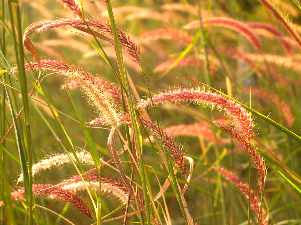 background beam beautiful free photo