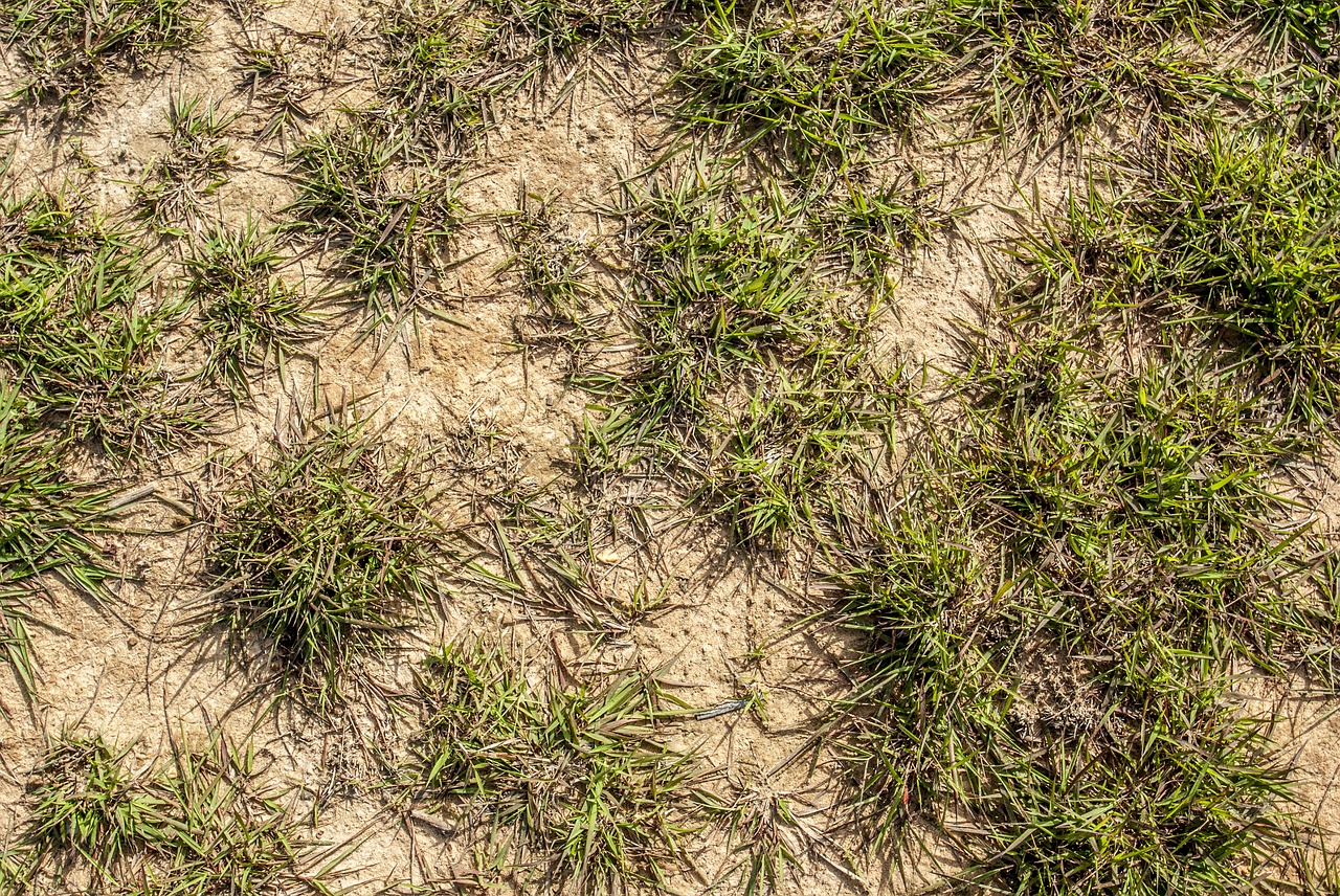 background grass green free photo