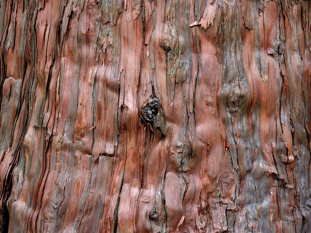 background tree cedar free photo