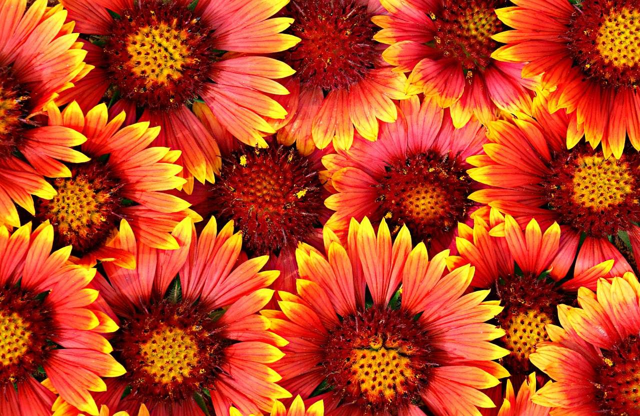 background flowers bright free photo
