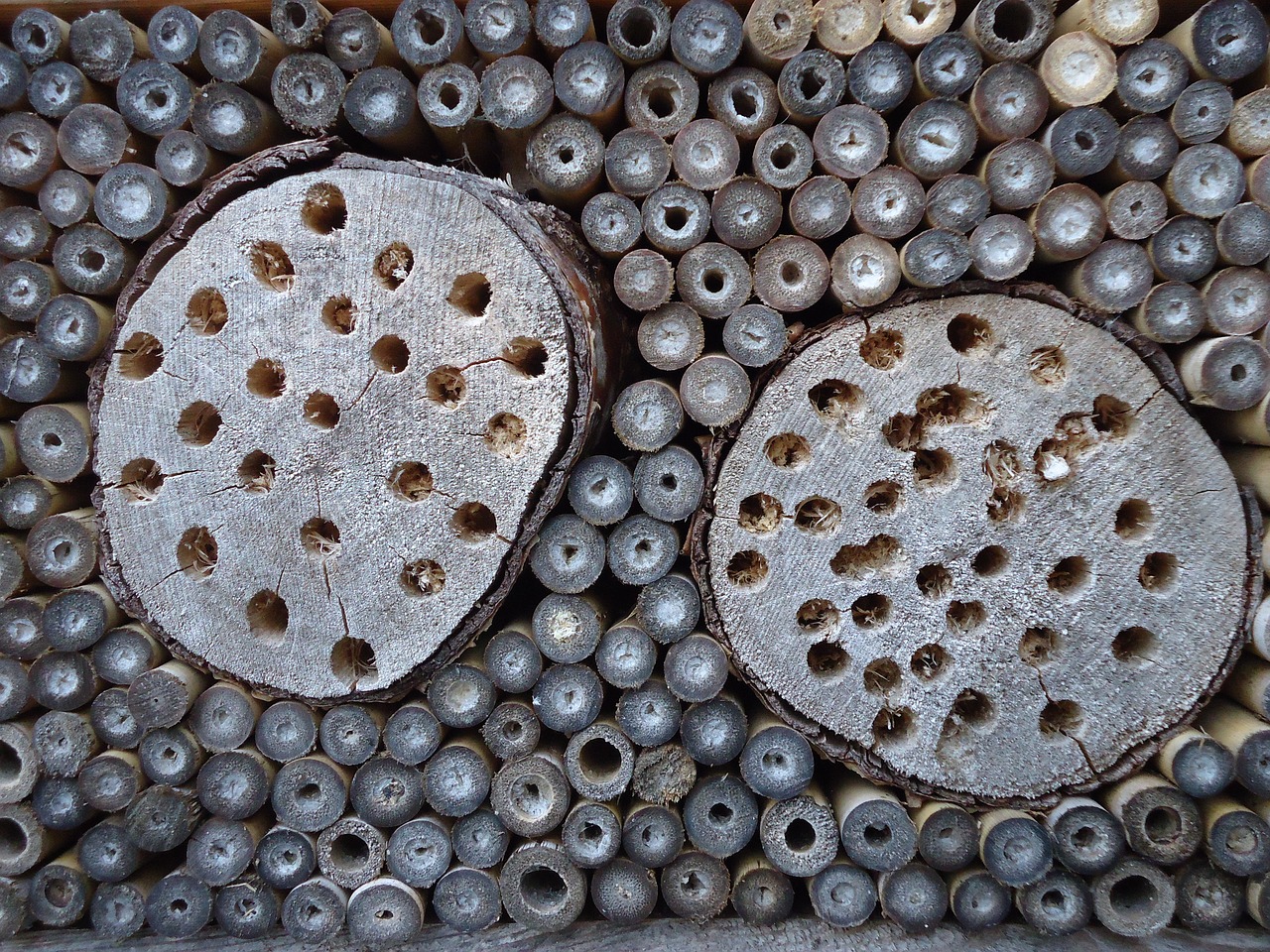 background circles insect hotel free photo