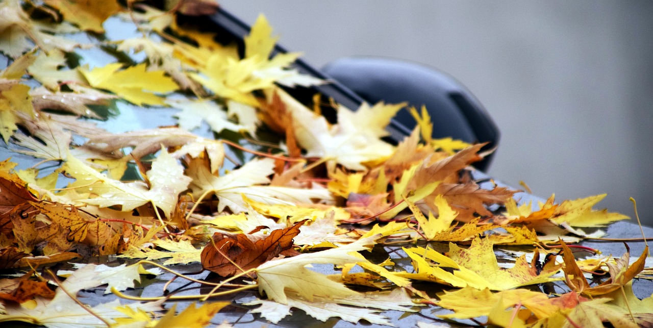 background leaves autumn free photo