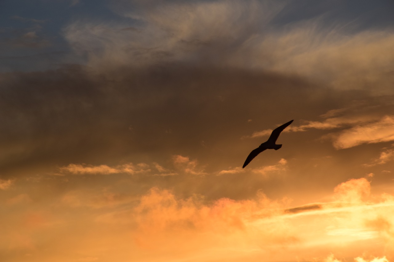 background sky clouds free photo