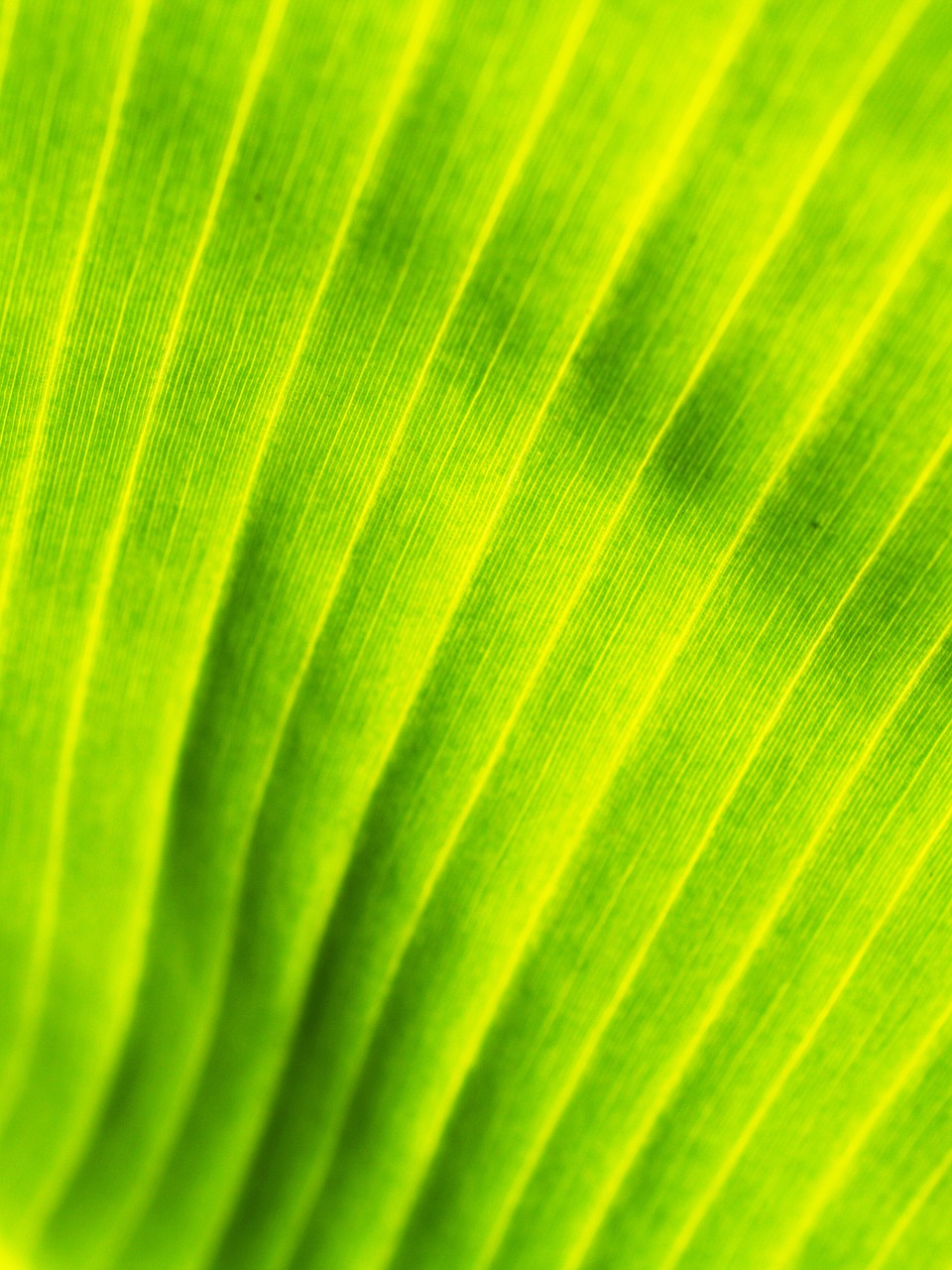 background banana leaves drop free photo