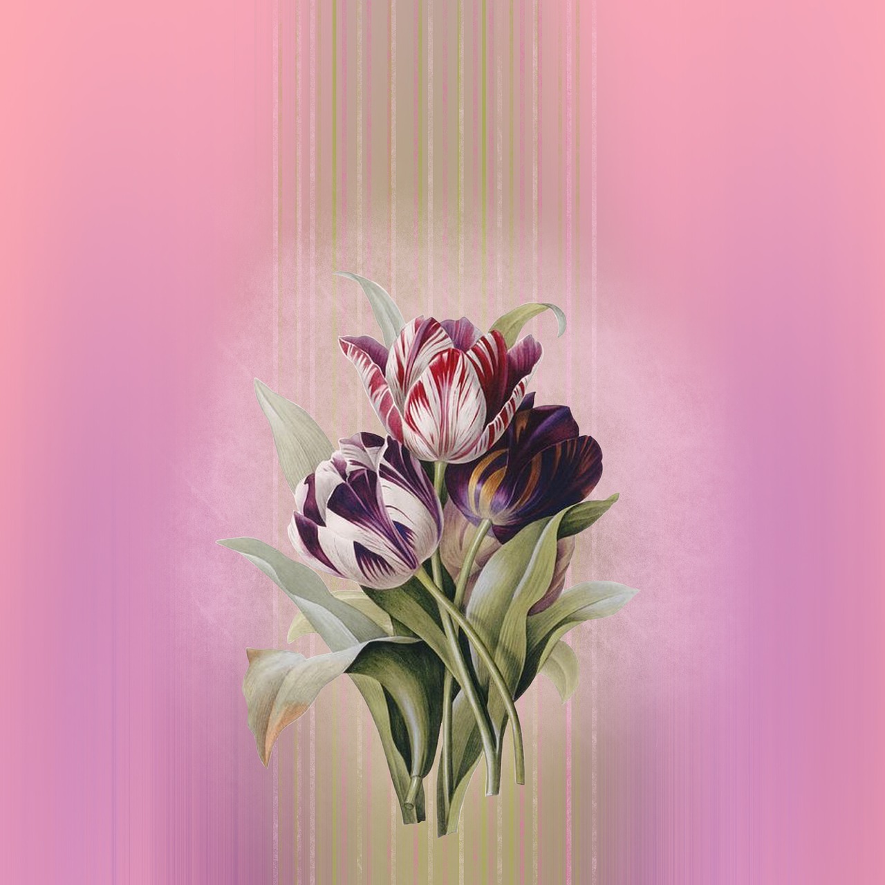 background tulips pink free photo