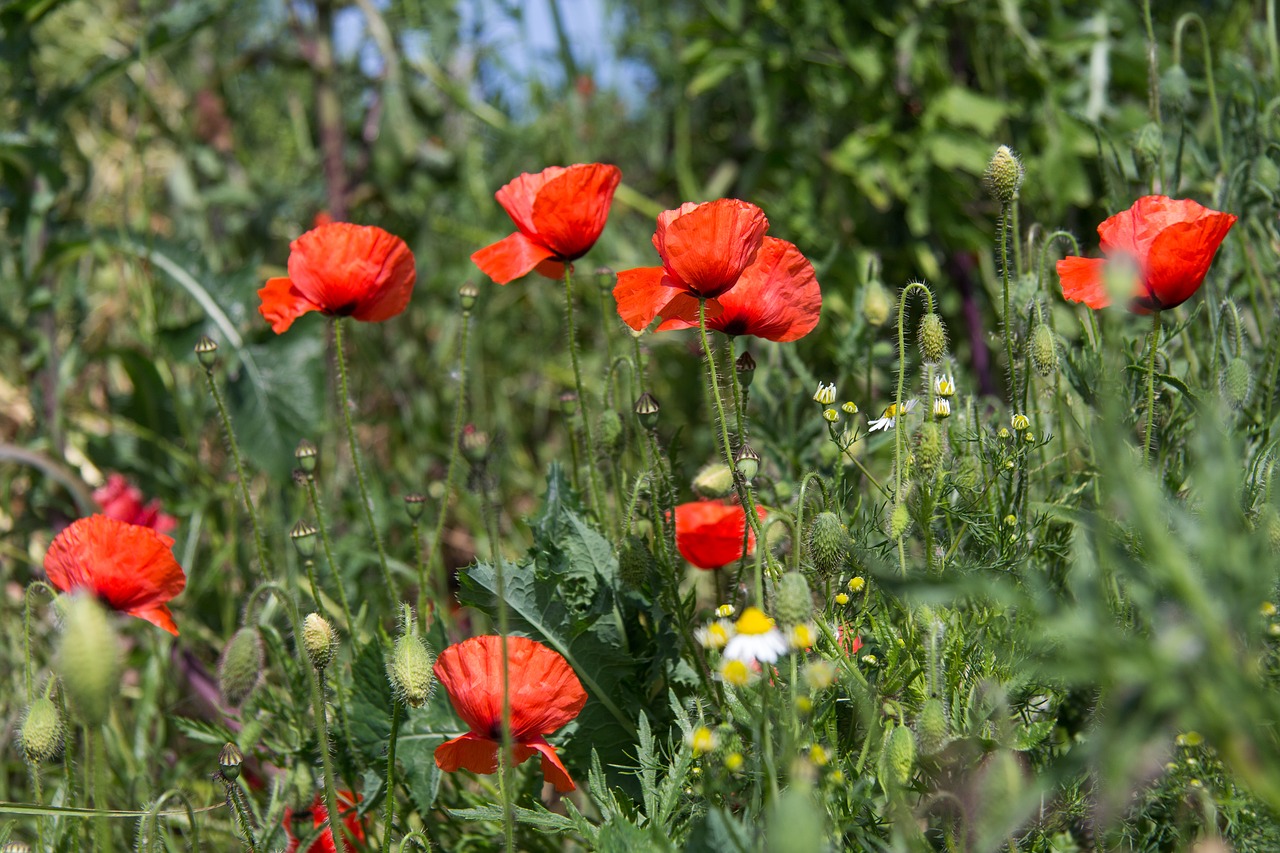 background red relax free photo