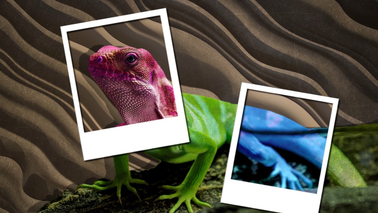 background lizard reptile free photo