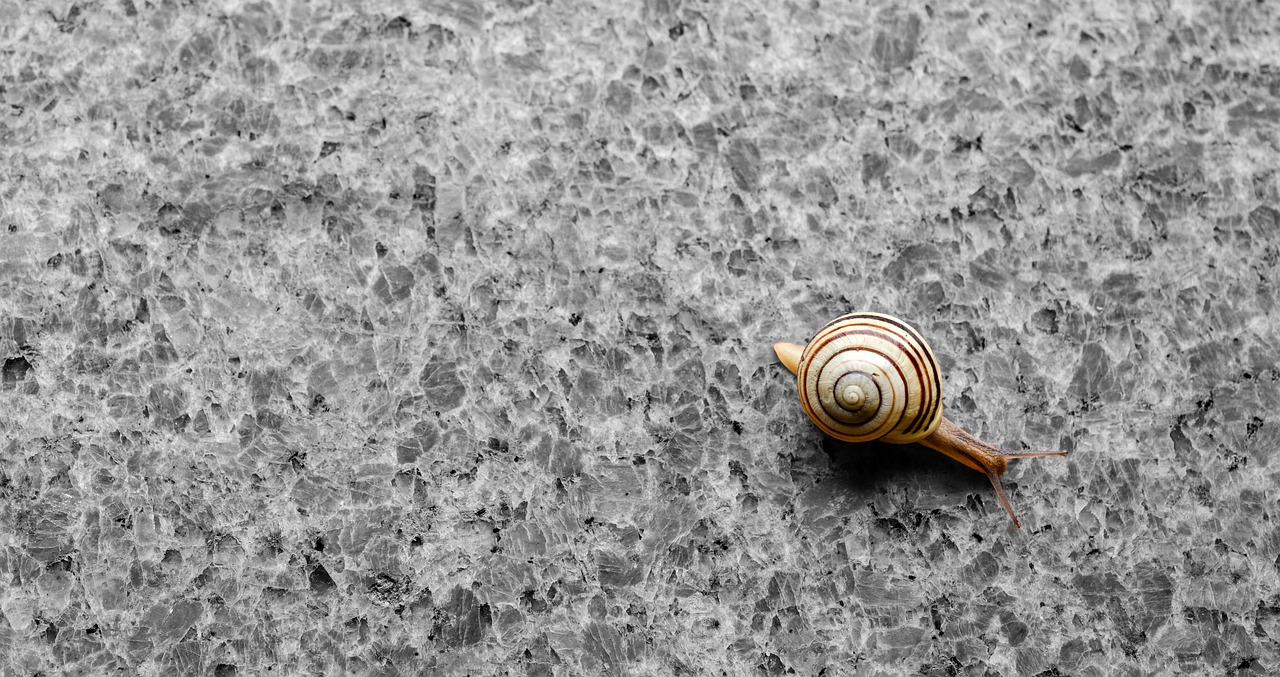 background wallpaper snail free photo