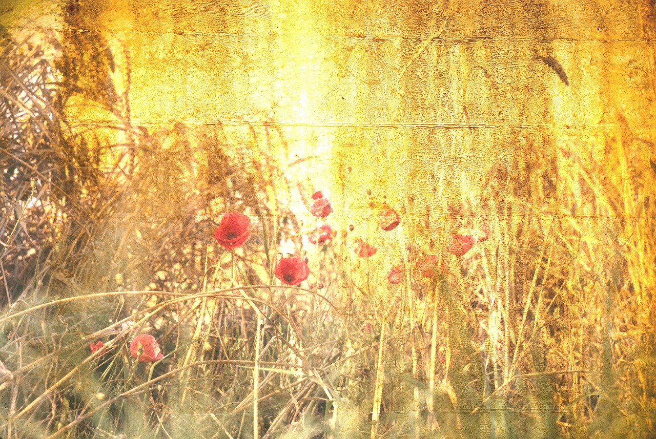 background scrapbooking poppies free photo