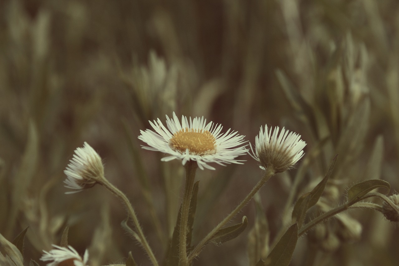 background grass freshness free photo