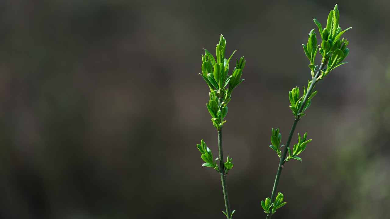 background nature pattern free photo