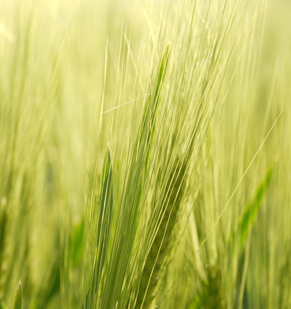 background spike barley free photo