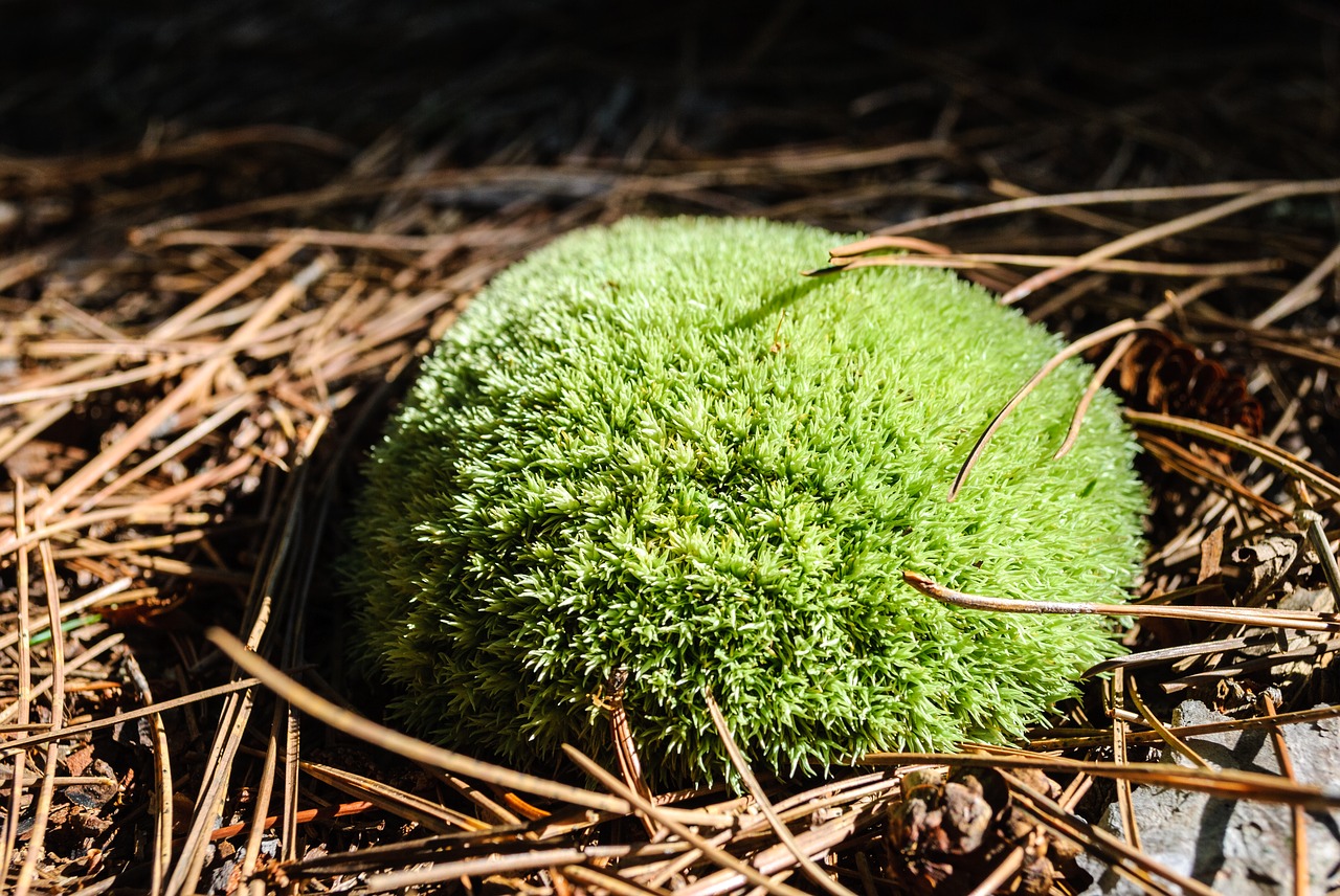 background ball brown free photo