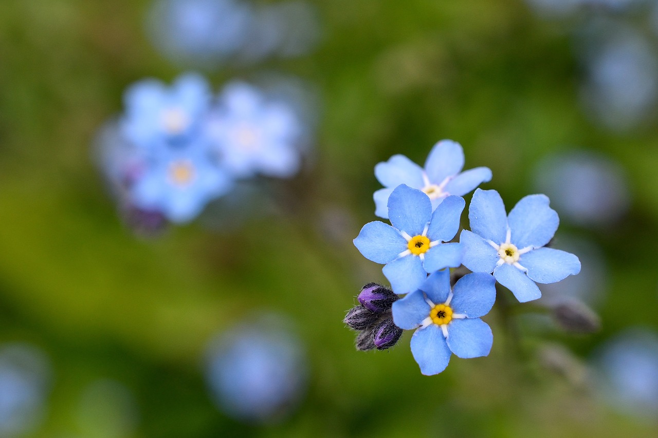 background flower forget-me-not free photo