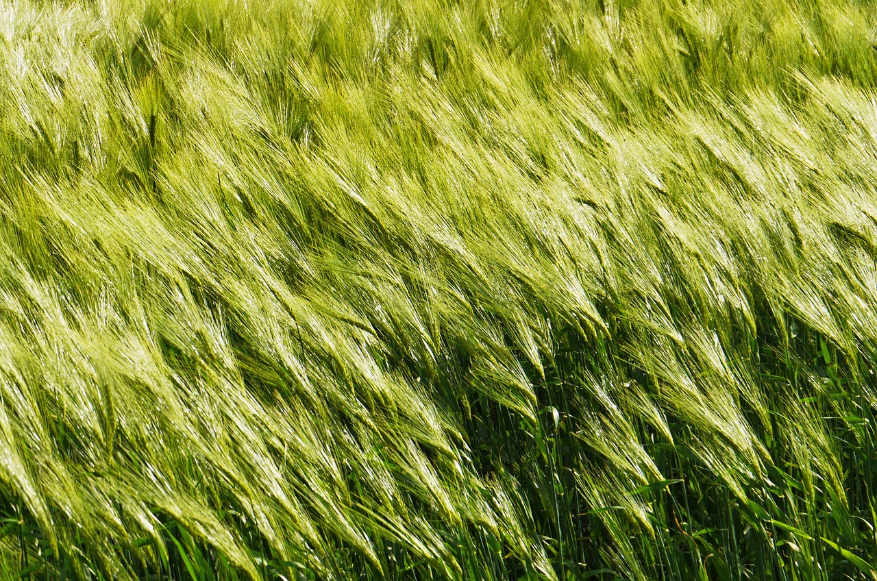 background barley in the wind cereals free photo