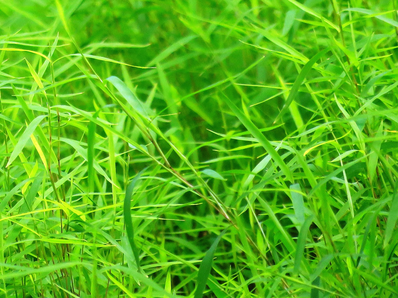 background green grass green free photo