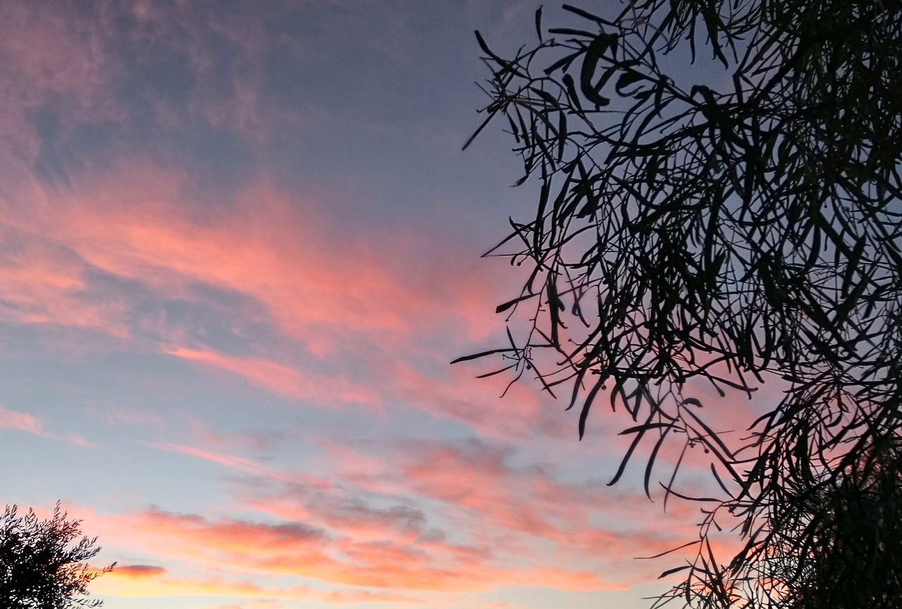 background sunset pink free photo