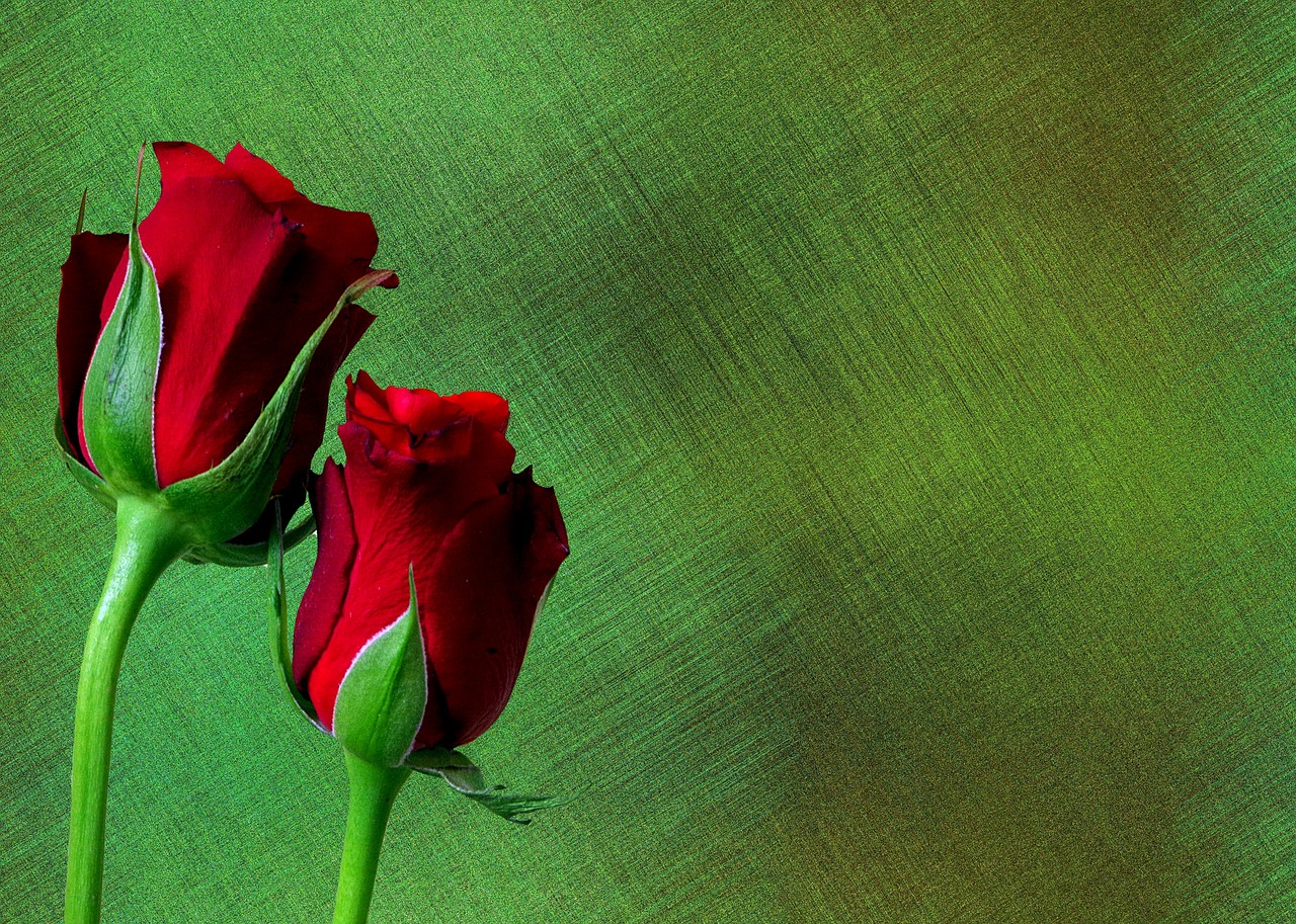 background roses love free photo