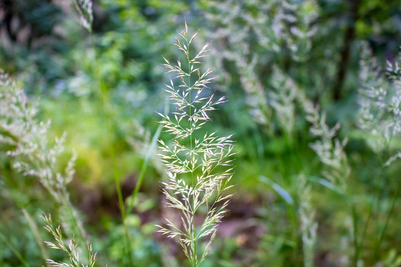 background plants grass free photo