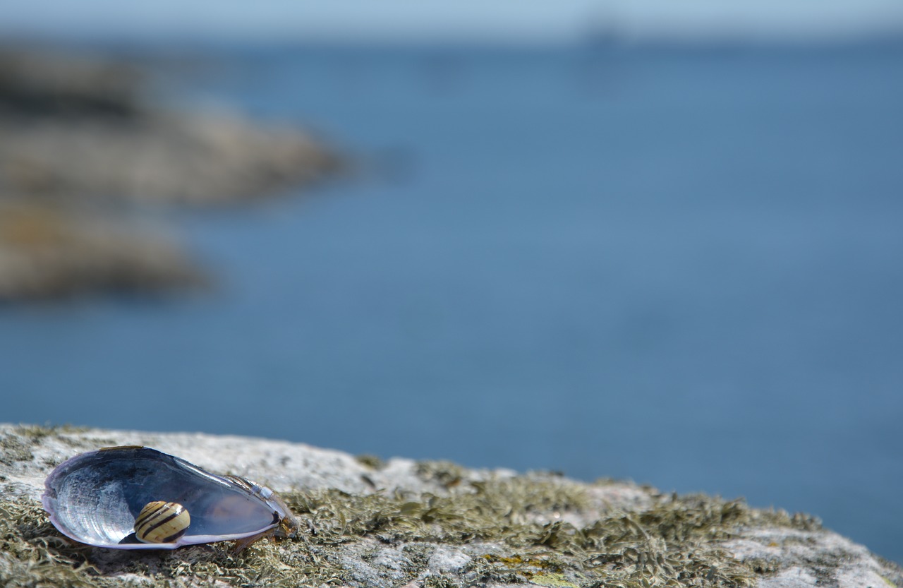 background sea shells short free photo